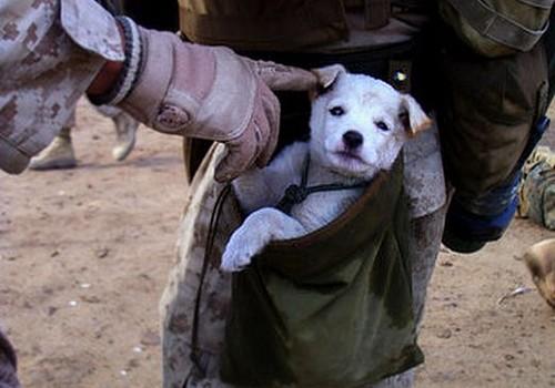 Kutyákkal segítik a háború borzalmaitól szenvedő katonákat
